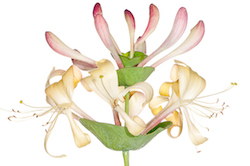 Pick up great flower photography ideas - working with white backgrounds for dramatic effect